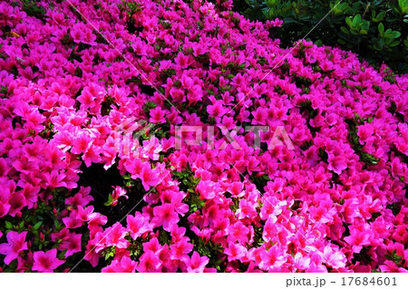 旧安田庭園内（両国公会堂） 17684601