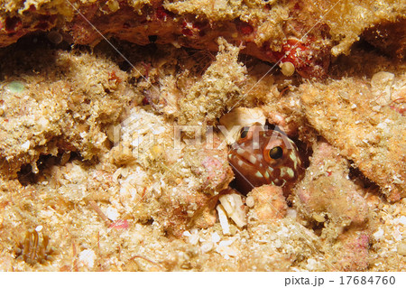 ジョーフィッシュ 17684760