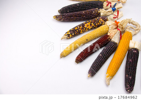 とうもろこし とうもろこし 17684962
