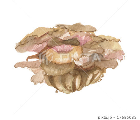 舞茸　まいたけ 17685035