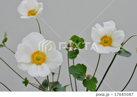 シュウメイギク シュウメイギク 17685087