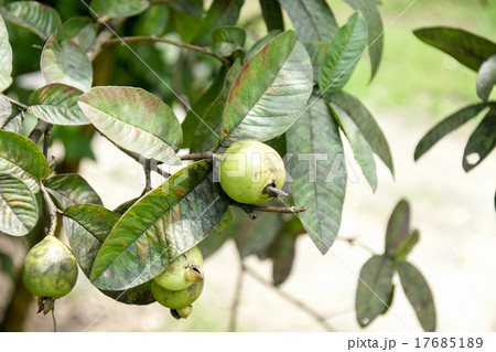 Bunch of guava fruits and leaf in a tree Bunch of guava fruits and leaf in a tree 17685189