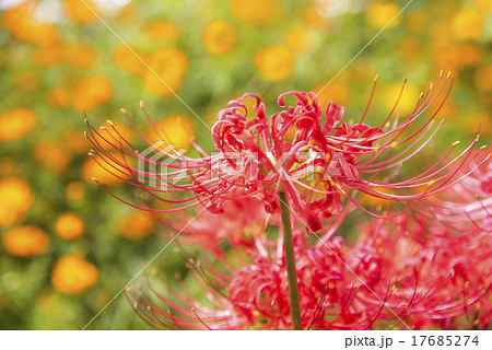 日高市巾着田の曼珠沙華の写真素材