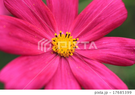 花壇に咲いているピンクのコスモス　庭の花 17685399
