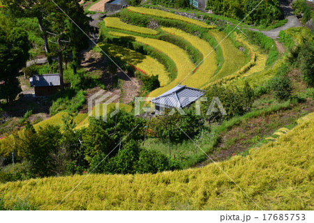 棚田秋景色2 香川県小豆島中山千枚田 の写真素材