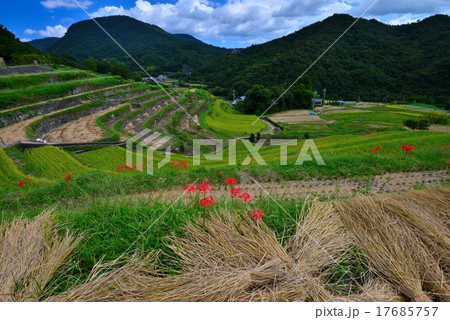 棚田秋景色4 香川県小豆島中山千枚田 の写真素材