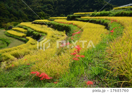 棚田秋景色7（香川県小豆島中山千枚田） 17685760