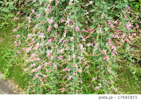 萩の花 萩の花 17685855