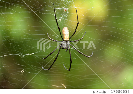 Nephila pilipes, big spider, Bali, Indonesia 17686652
