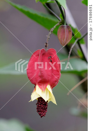 ウキツリボク 17686691