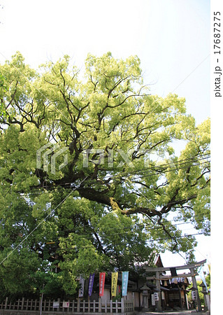 新熊野神社 17687275