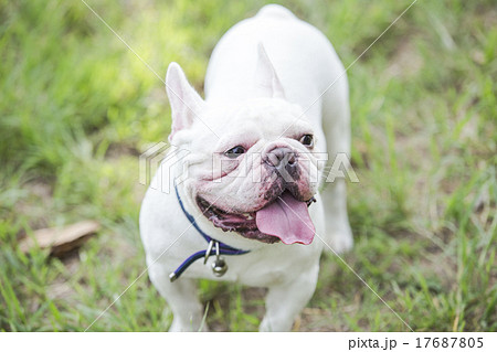 Puppy french bulldog on green field backyard. Puppy french bulldog on green field backyard. 17687805