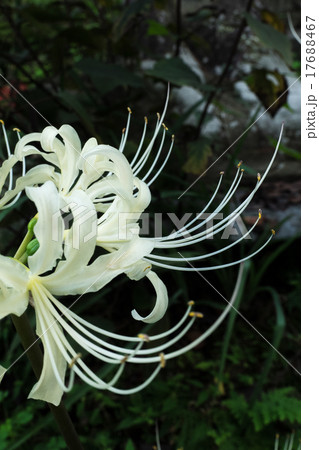 白色彼岸花 17688467