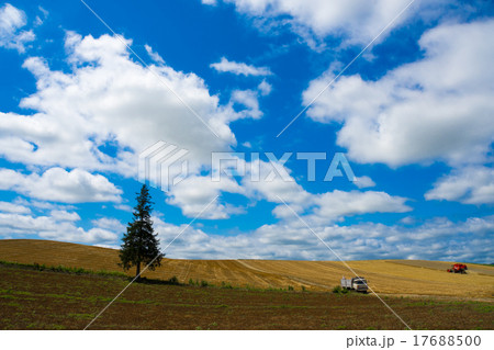 美瑛の自然 美瑛の自然 17688500