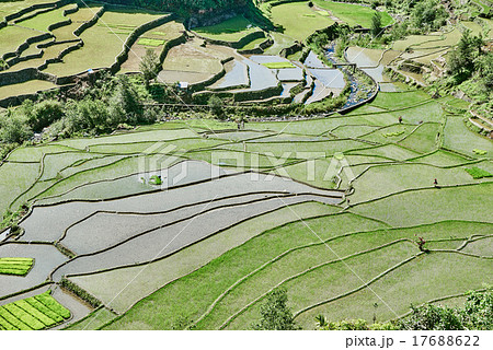 rice paddy terrace fields  Philippines 17688622