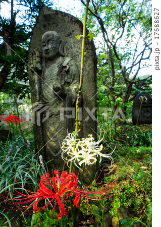 お寺のヒガンバナ 17688627