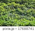 琉球アサガオの群生 17688741