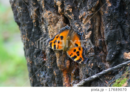 ヒオドシチョウ 17689070
