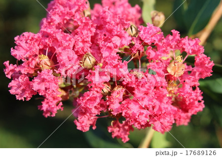 サルスベリの花 サルスベリの花 17689126