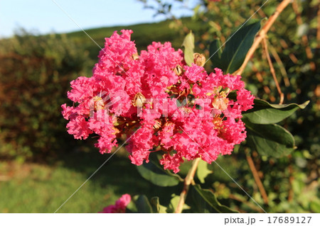 サルスベリの花 17689127