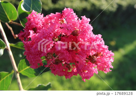 サルスベリの花 サルスベリの花 17689128