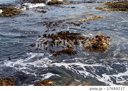 昆布 昆布 17689217