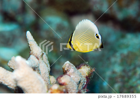 ミスジチョウチョウウオ 沖縄の熱帯魚 カラフルの写真素材