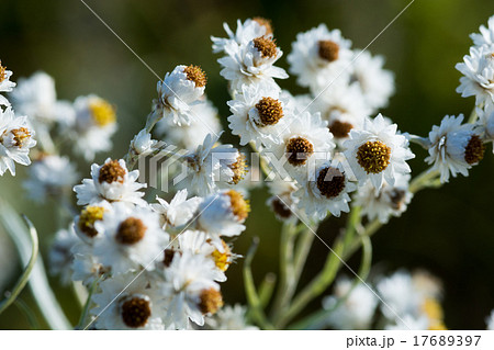 白い野の花 白い野の花 17689397