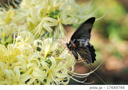 曼珠沙華の揚羽 曼珠沙華の揚羽 17689766