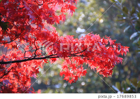 紅葉1 紅葉1 17689853