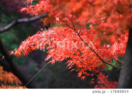 紅葉2 紅葉2 17689854