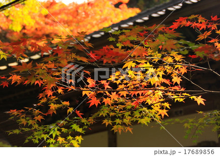 佛通寺の紅葉 2 佛通寺の紅葉 2 17689856