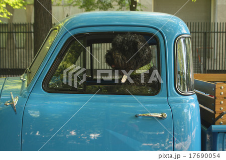Dog sitting in car window. 17690054