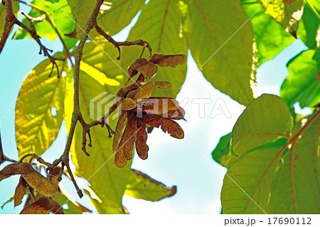 樹木:メグスリノキ カエデ科 樹木:メグスリノキ カエデ科 17690112