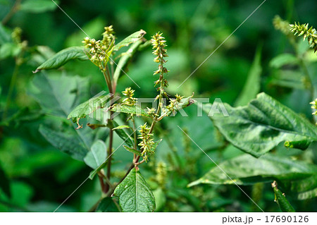 植物:イノコヅチ ヒユ科 植物:イノコヅチ ヒユ科 17690126