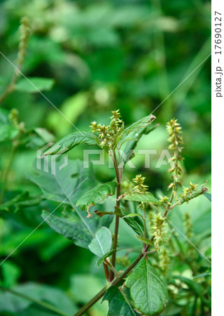 植物:イノコヅチ ヒユ科 植物:イノコヅチ ヒユ科 17690127