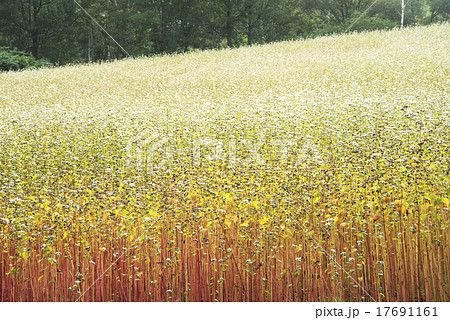 蕎麦畑 そばの花 農業 山里 そば畑 ソバの花 高杖高原 南会津町 福島県 風景 植物の写真素材