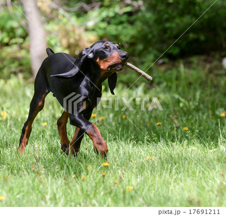 dog playing fetch 17691211