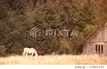 Old house and horses 17691350