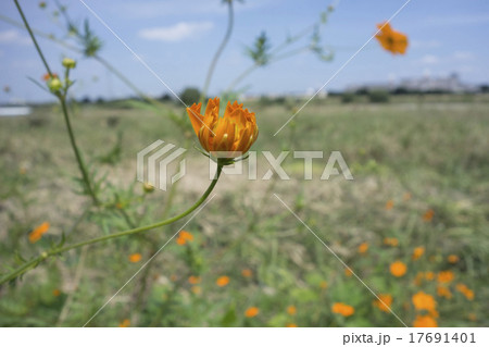 咲きそうなコスモス 17691401
