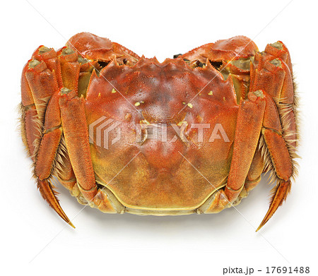 蒸し上海蟹の写真素材