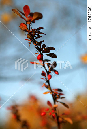 Berberis Berberis 17692064