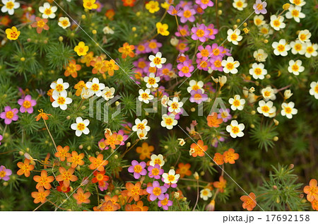 ツツナガギリア 17692158