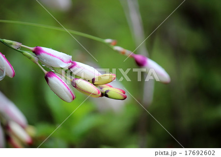 イキシア イキシア 17692602