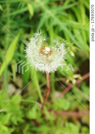 初夏の山野草 箱根駒ヶ岳山頂にしっかりと実をつけているタンポポの白い綿毛 縦位置の写真素材