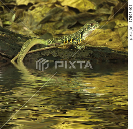 Chameleon iguana on timber decay Chameleon iguana on timber decay 17693401