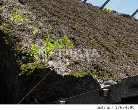 飛騨高山の合掌造りの古民家の苔むす屋根 飛騨高山の合掌造りの古民家の苔むす屋根 17694590