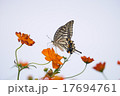 蝶と花 17694761
