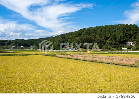 武蔵野のいなほ風景 17694856