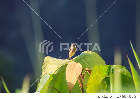 Stonechat female in nature 17694935